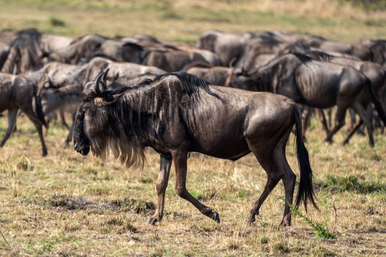 7 Days Wildebeest Migration Safari