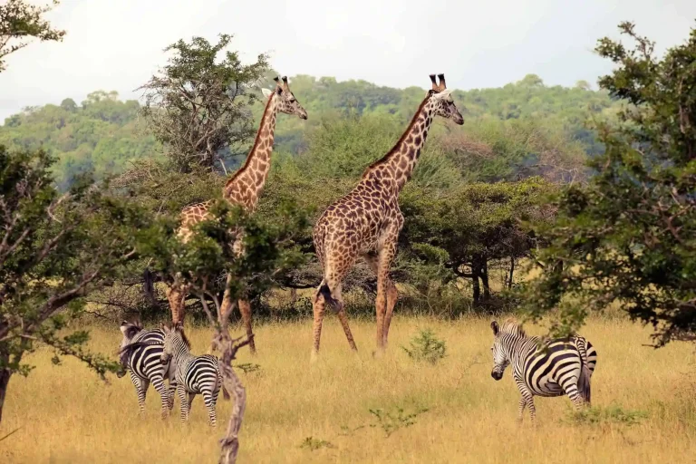 8 Days Northern Safari – Tanzania